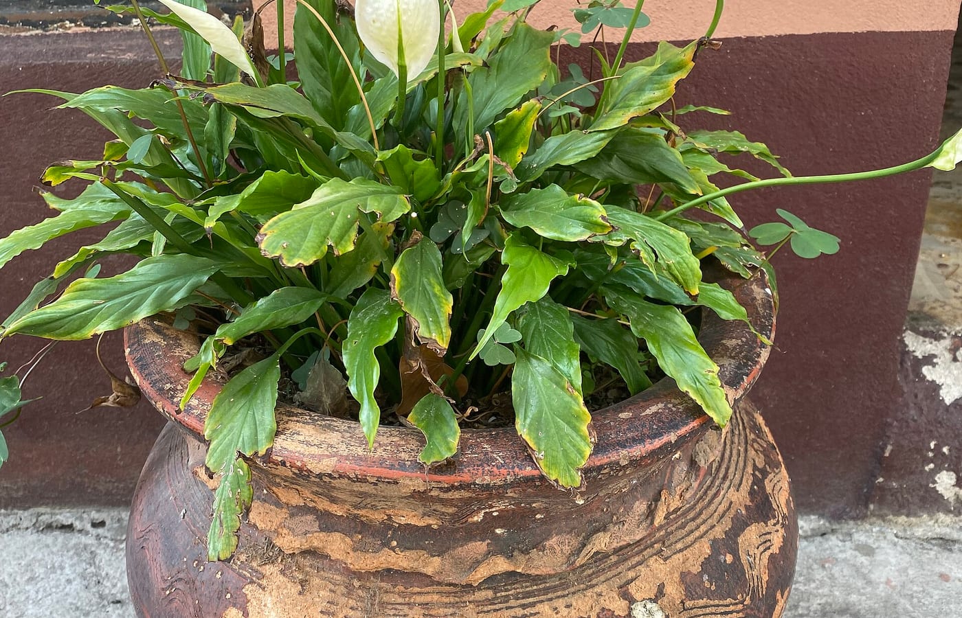 Plantas de interior que purifican el aire, según la NASA