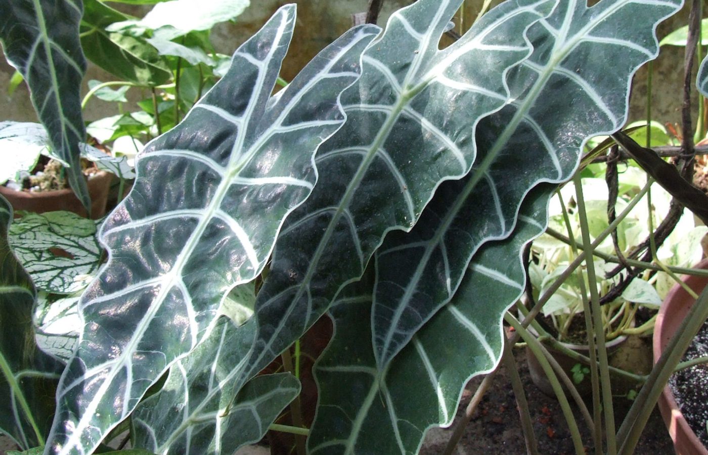 Alocasia: la aroide vistosa que no perdona el descuido