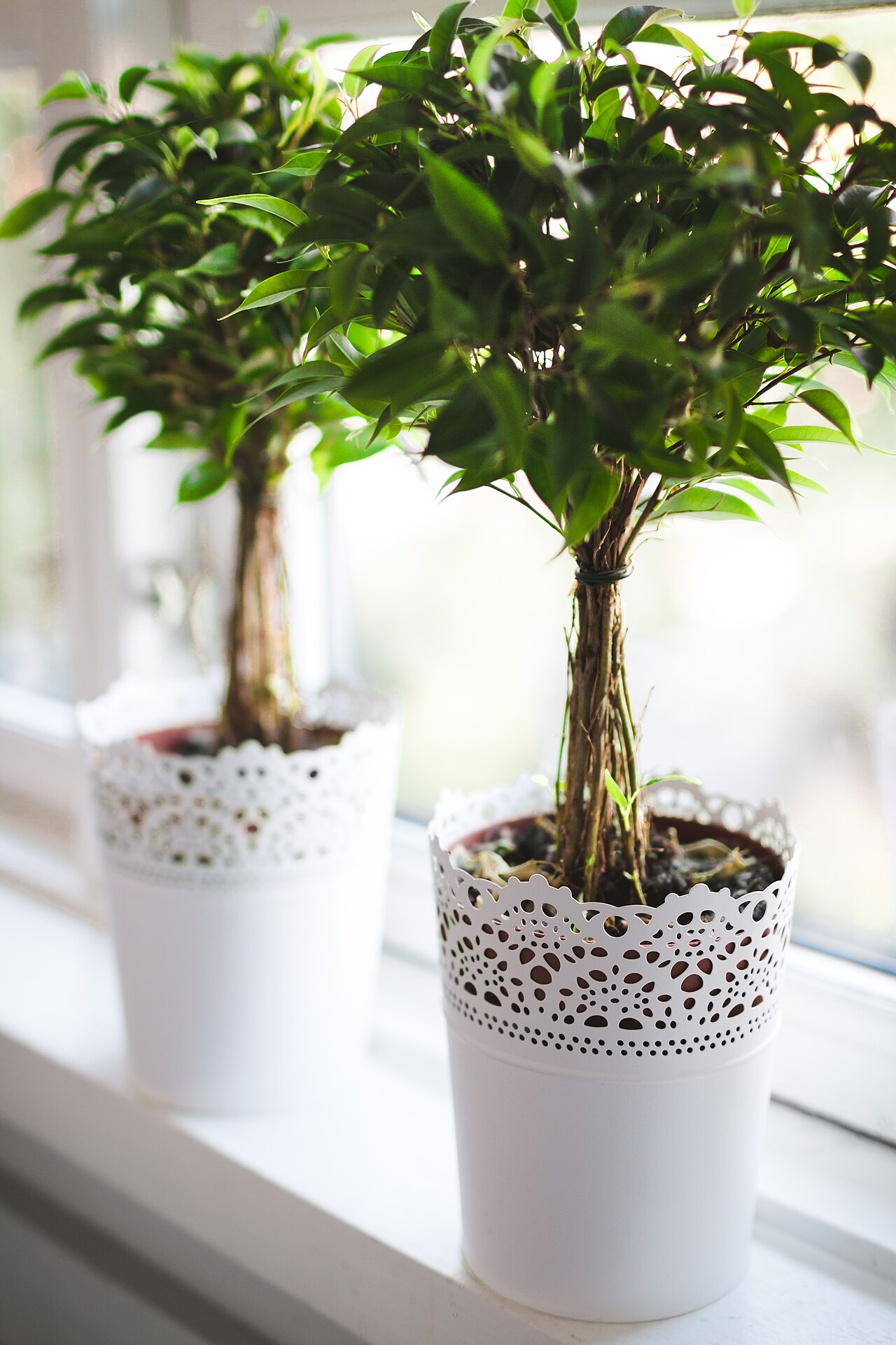 Cuidados de las plantas de interior en invierno