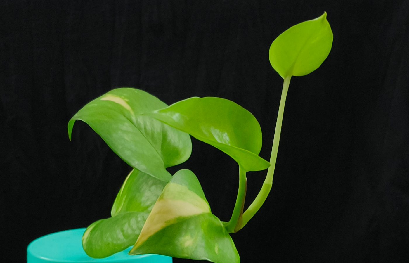 Hojas amarillas en plantas de interior: todas las causas posibles