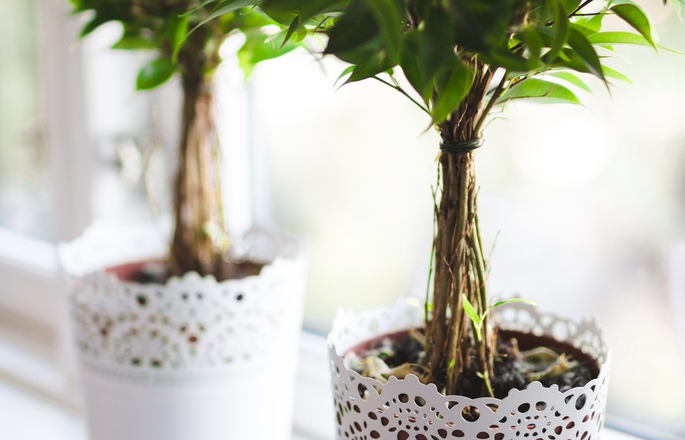 Plantas de interior para principiantes que no matarás fácilmente