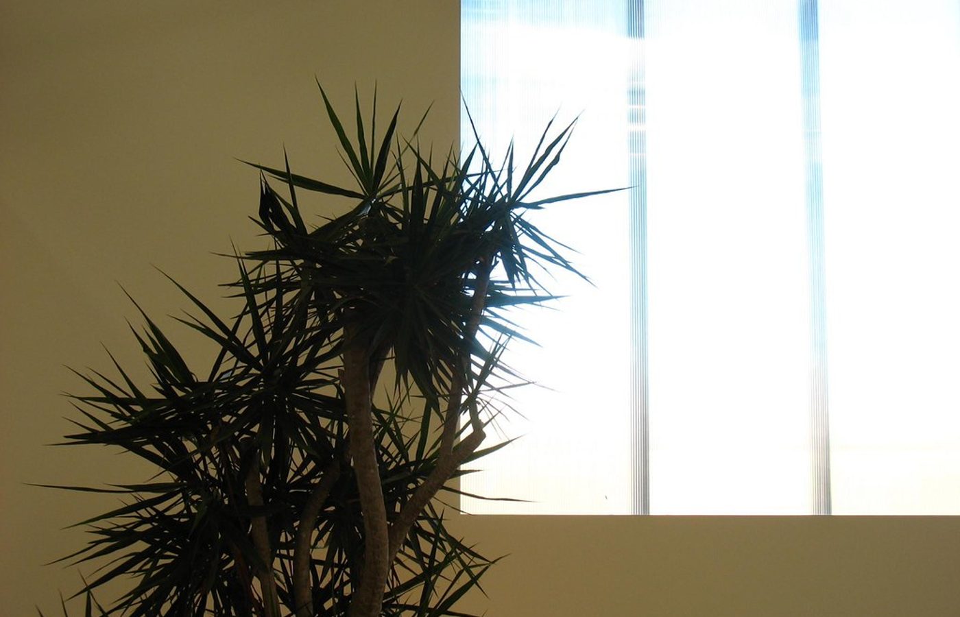 Tipos de luz para plantas de interior: directa, indirecta y baja